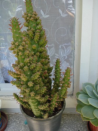 Name:  DSC01617.jpg
Views: 6766
Size:  46.0 KB