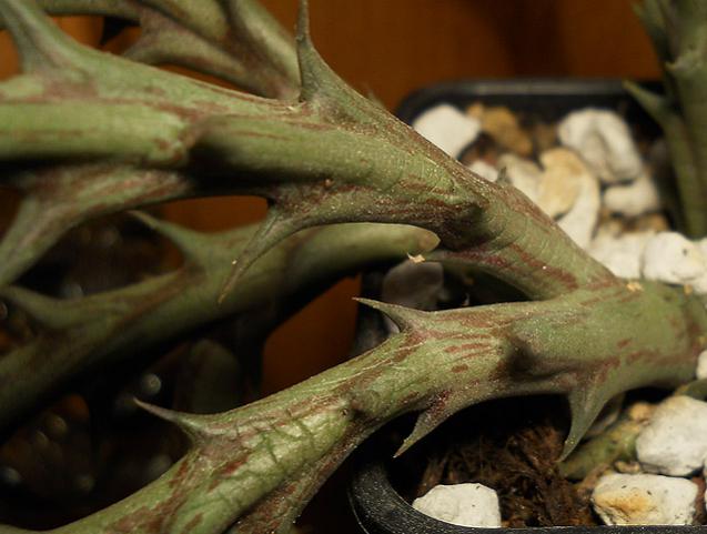 Name:  orbea woodii dal.jpg
Views: 1398
Size:  40.6 KB