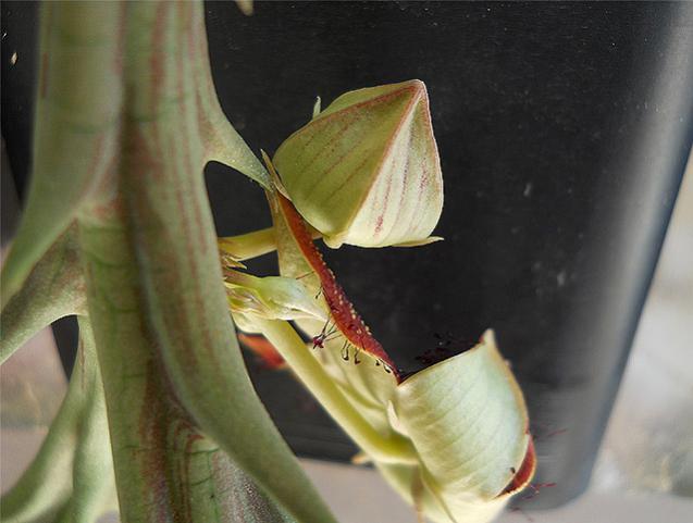 Name:  orbea woodii tomurcuk.jpg
Views: 1407
Size:  35.7 KB