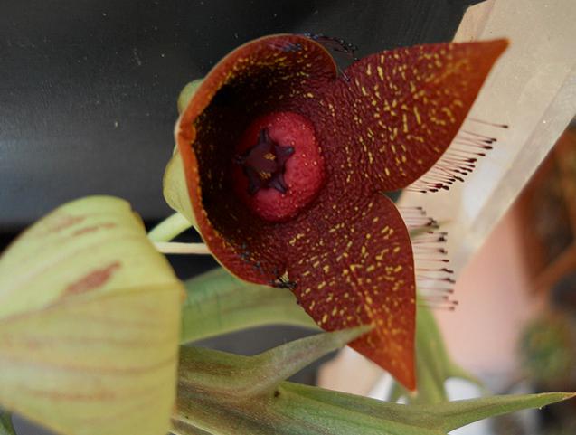 Name:  orbea woodii a.jpg
Views: 1406
Size:  36.2 KB