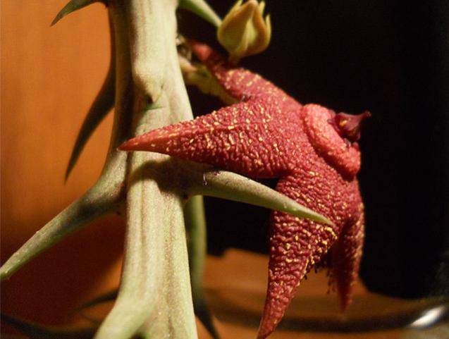 Name:  orbea woodii cicek1.jpg
Views: 1394
Size:  36.4 KB