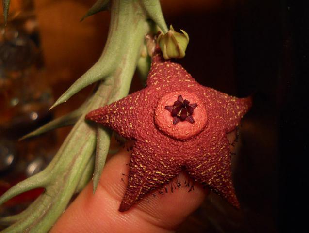 Name:  orbea woodii cicek2.jpg
Views: 1361
Size:  34.9 KB
