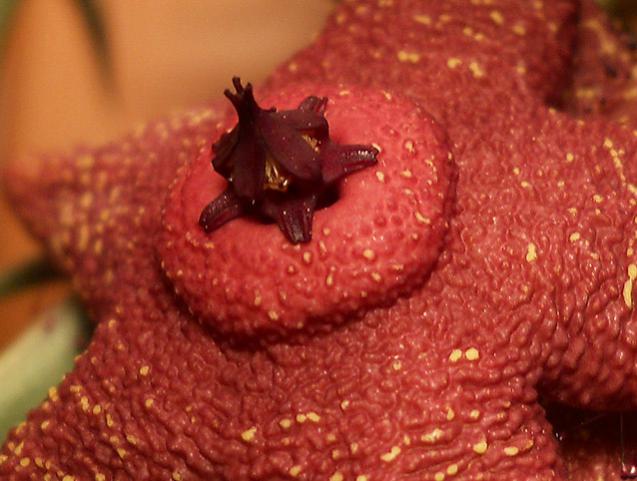 Name:  orbea woodii cicek3.jpg
Views: 1374
Size:  45.4 KB