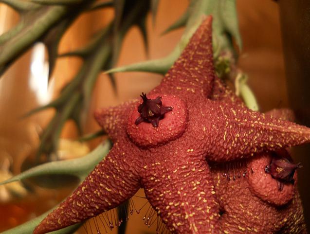 Name:  orbea woodii cicek5.jpg
Views: 1427
Size:  45.6 KB
