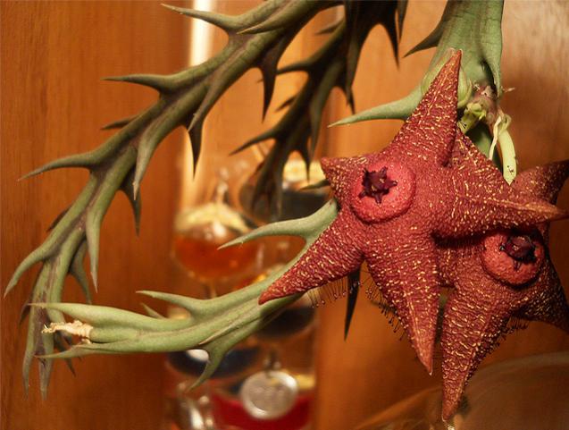 Name:  orbea woodii cicek6.jpg
Views: 1445
Size:  50.1 KB