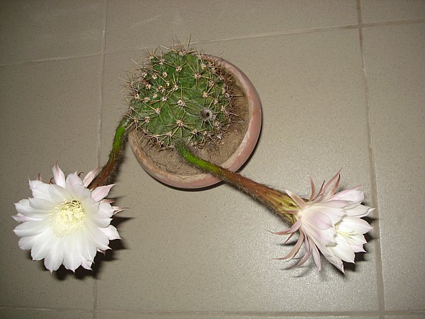 Name:  DSC03090.jpg
Views: 6558
Size:  59.7 KB