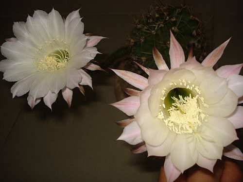 Name:  DSC03091.jpg
Views: 6474
Size:  31.3 KB