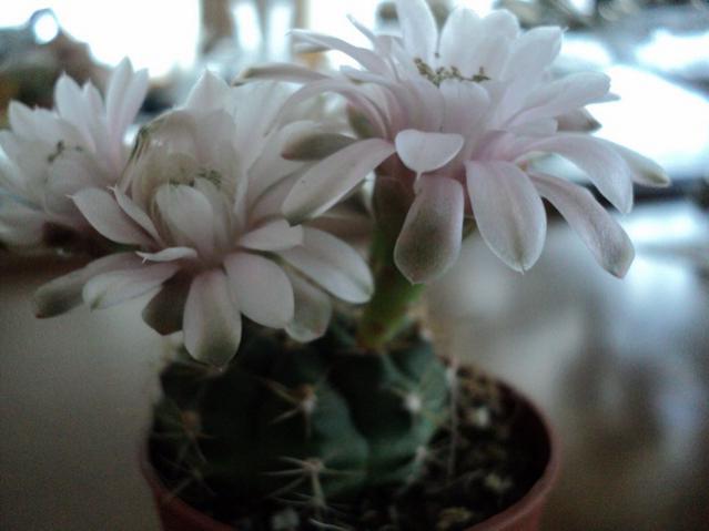 Name:  Image00008.jpg
Views: 904
Size:  29.4 KB
