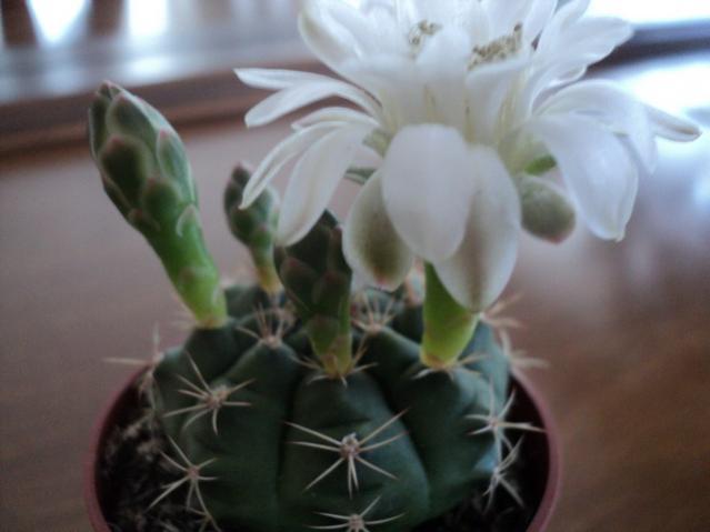 Name:  Image00012.jpg
Views: 971
Size:  27.4 KB