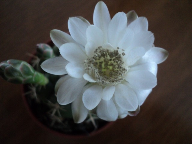 Name:  Image00011.jpg
Views: 945
Size:  65.4 KB