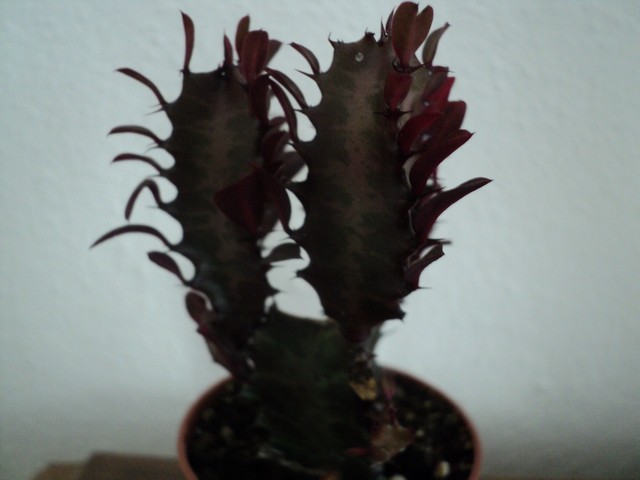 Name:  Image00015.jpg
Views: 1159
Size:  60.3 KB