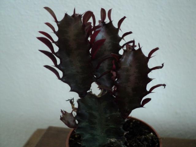 Name:  Image00016.jpg
Views: 1069
Size:  27.5 KB