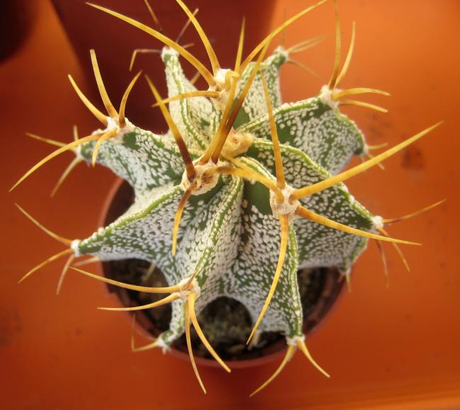 Name:  2011-10-08 astrophytum ornatum.jpg
Views: 1461
Size:  49.0 KB