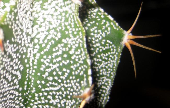 Name:  2011-10-08 BTKLERM 182 astrophytum ornatum2.jpg
Views: 1413
Size:  51.2 KB