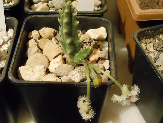 Name:  stapelia glanduliflora bitki.jpg
Views: 1798
Size:  46.8 KB