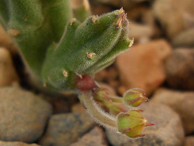 Name:  stapelia glanduliflora dal tomurcuk.jpg
Views: 1515
Size:  31.9 KB