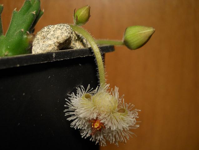 Name:  stapelia glanduliflora 1.jpg
Views: 1484
Size:  29.6 KB