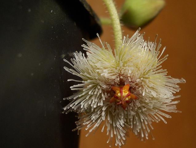 Name:  stapelia glanduliflora 2.jpg
Views: 1420
Size:  36.7 KB