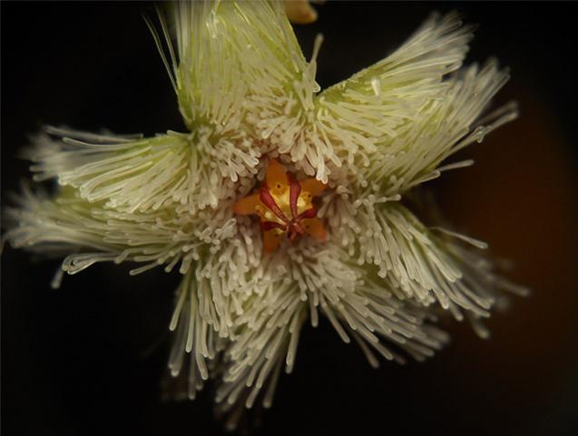 Name:  stapelia glanduliflora 3.jpg
Views: 1385
Size:  33.6 KB