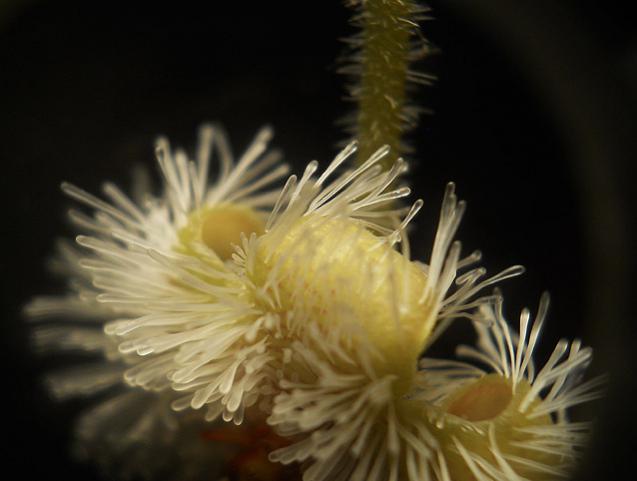 Name:  stapelia glanduliflora 4.jpg
Views: 1341
Size:  29.0 KB