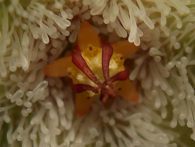 Name:  stapelia glanduliflora 5.jpg
Views: 1329
Size:  32.9 KB