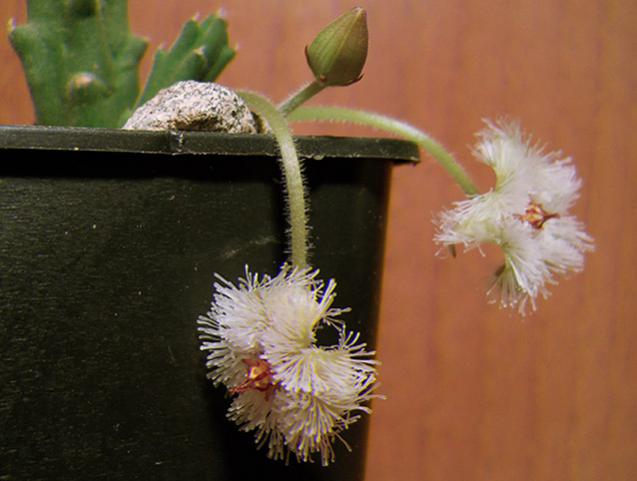 Name:  stapelia glanduliflora 3D.jpg
Views: 1354
Size:  34.8 KB