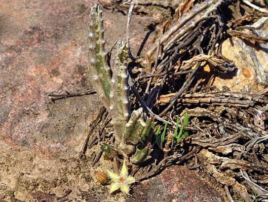 Name:  stapelia glanduliflora in habitat.jpg
Views: 1698
Size:  74.8 KB