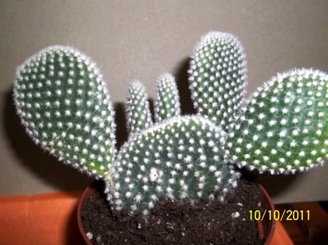 Name:  100_1139.jpg
Views: 870
Size:  50.6 KB