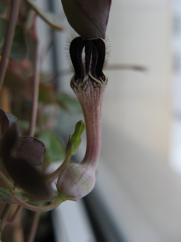 Name:  IMG_7948.JPG
Views: 1093
Size:  55.4 KB