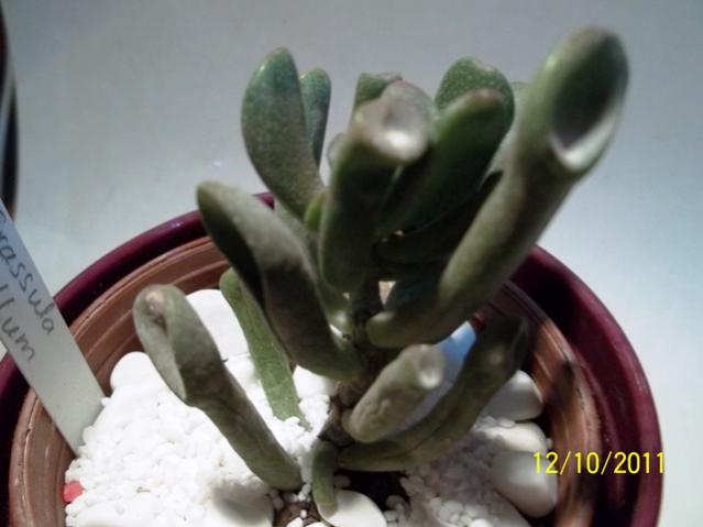 Name:  100_1145.jpg
Views: 1403
Size:  30.8 KB