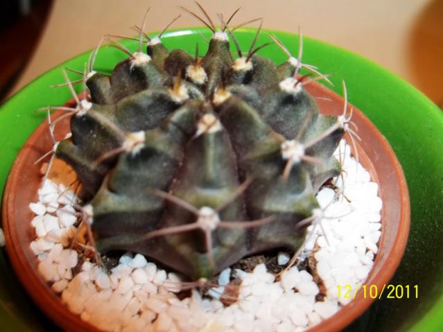 Name:  100_1149.jpg
Views: 1288
Size:  41.5 KB