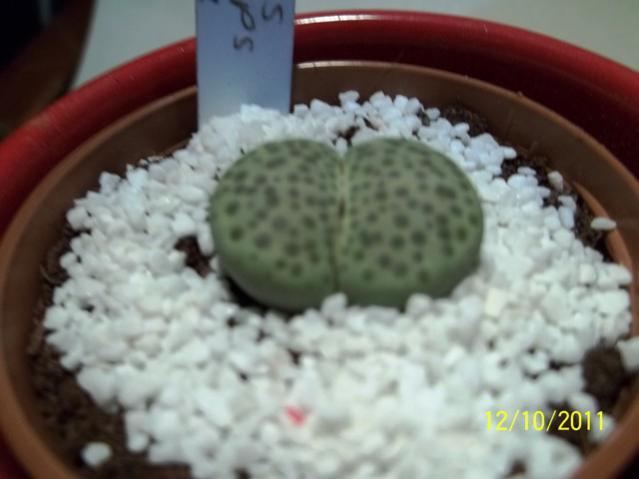 Name:  100_1151.jpg
Views: 1299
Size:  30.5 KB
