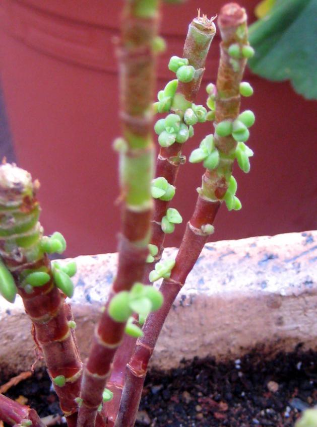 Name:  2011-09-29 052.jpg
Views: 1563
Size:  62.9 KB