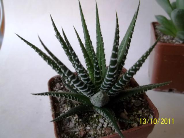 Name:  100_1183.jpg
Views: 1399
Size:  34.4 KB