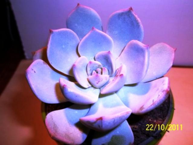 Name:  100_1228.jpg
Views: 1254
Size:  30.7 KB