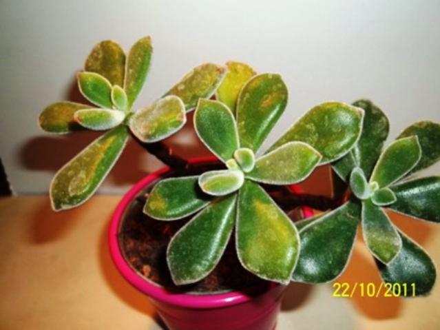 Name:  100_1225.jpg
Views: 1347
Size:  36.3 KB