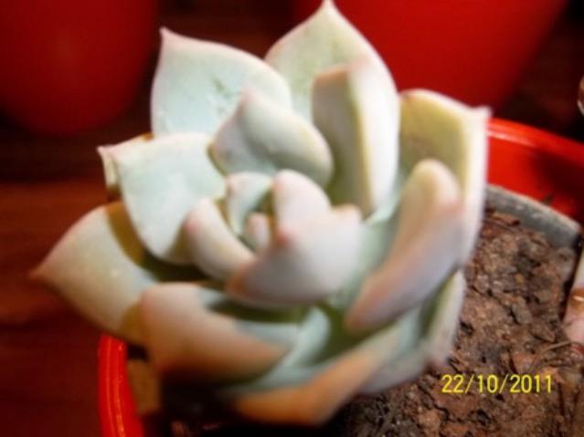 Name:  100_1223.jpg
Views: 1248
Size:  27.2 KB