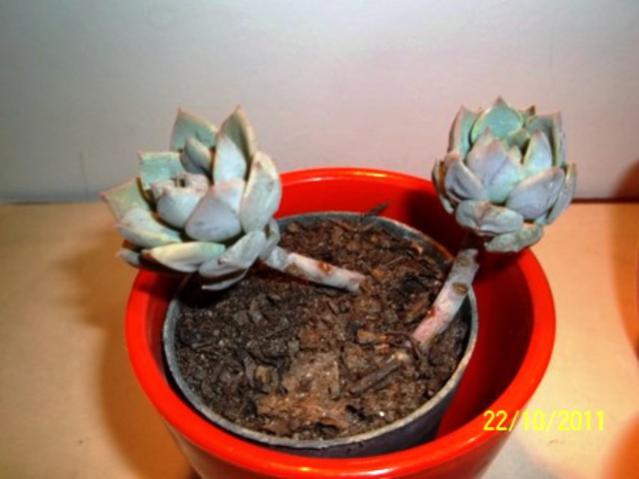 Name:  100_1238.jpg
Views: 1249
Size:  32.0 KB