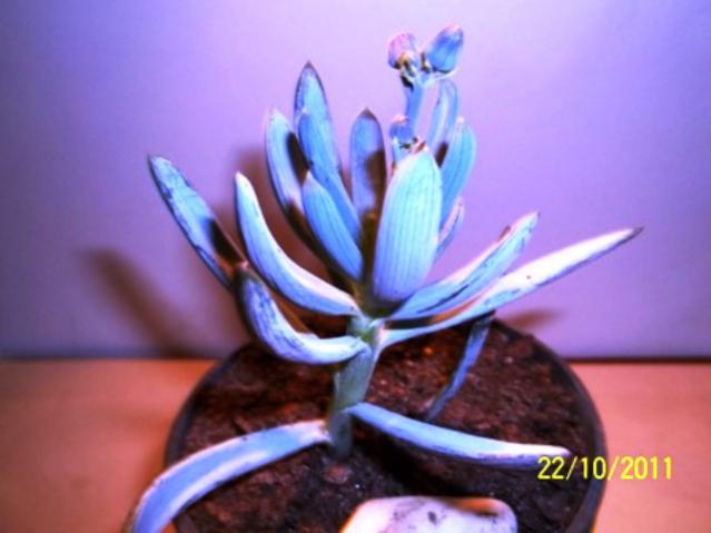Name:  100_1232.jpg
Views: 1233
Size:  31.1 KB