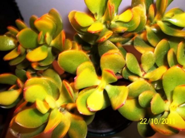 Name:  100_1231.jpg
Views: 1337
Size:  42.5 KB