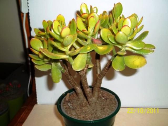 Name:  100_1230.jpg
Views: 1367
Size:  35.4 KB