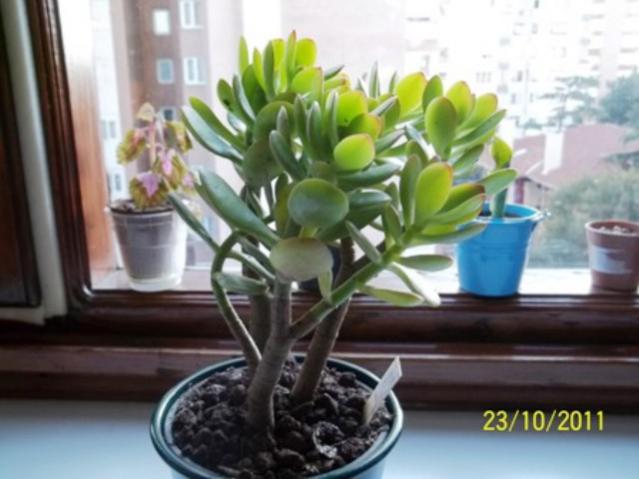 Name:  100_1242.jpg
Views: 1357
Size:  38.5 KB