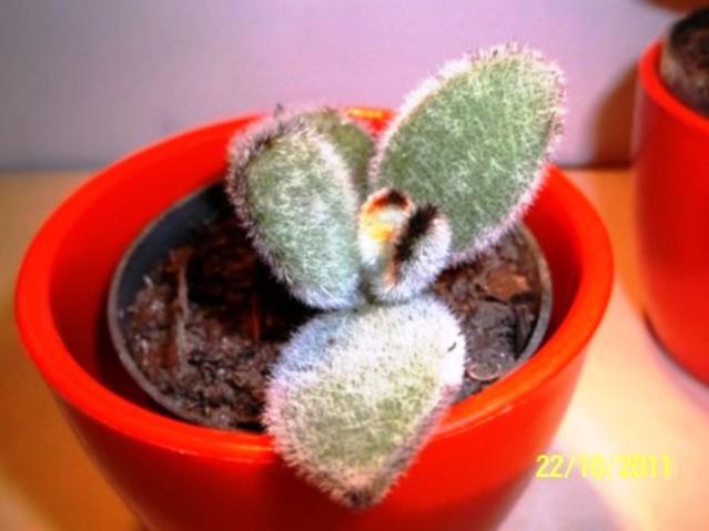 Name:  100_1237.jpg
Views: 1252
Size:  32.7 KB