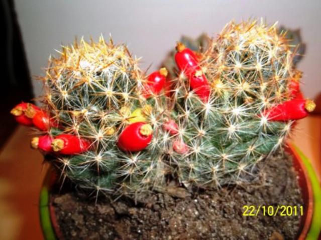 Name:  100_1239.jpg
Views: 3387
Size:  52.7 KB