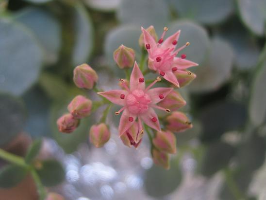 Name:  sedum sieboldii.JPG
Views: 2180
Size:  34.0 KB