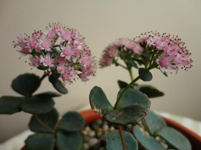 Name:  DSC01184.jpg
Views: 2235
Size:  28.6 KB