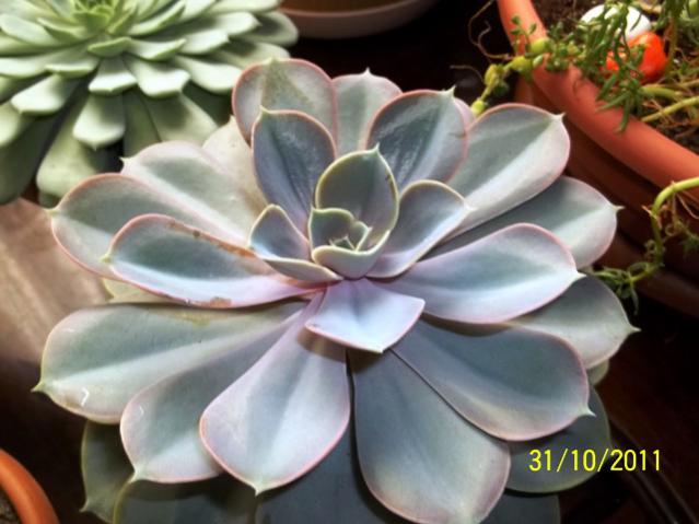 Name:  100_1252.jpg
Views: 1076
Size:  41.0 KB