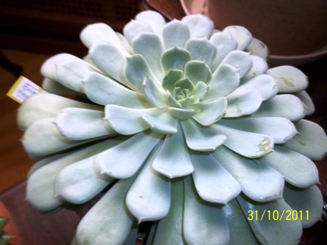 Name:  100_1253.jpg
Views: 1026
Size:  34.6 KB