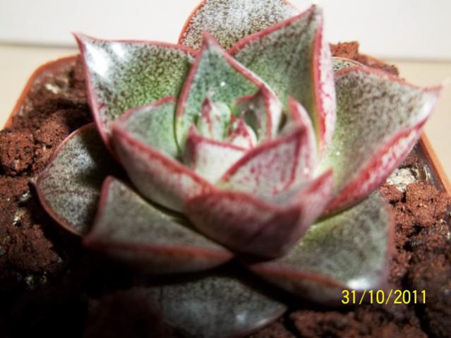 Name:  100_1248.jpg
Views: 1022
Size:  40.2 KB