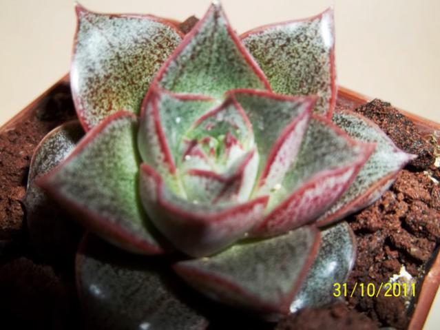 Name:  100_1249.jpg
Views: 961
Size:  42.7 KB